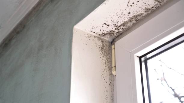 Best Residential Mold Removal  in Pendleton, SC