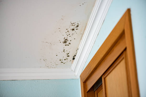Best Black Mold Removal  in Pendleton, SC