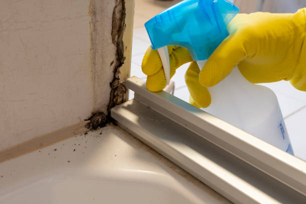Best Attic Mold Removal  in Pendleton, SC