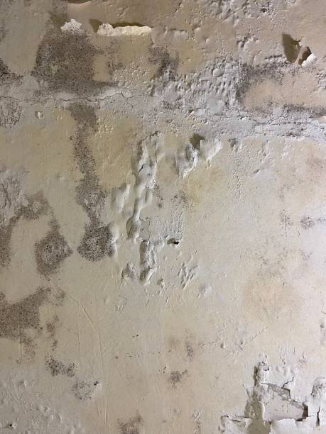 Best Mold Testing  in Pendleton, SC