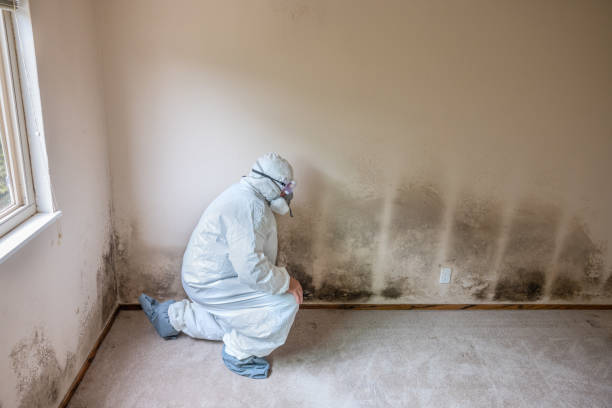 Best Local Mold Removal Service  in Pendleton, SC