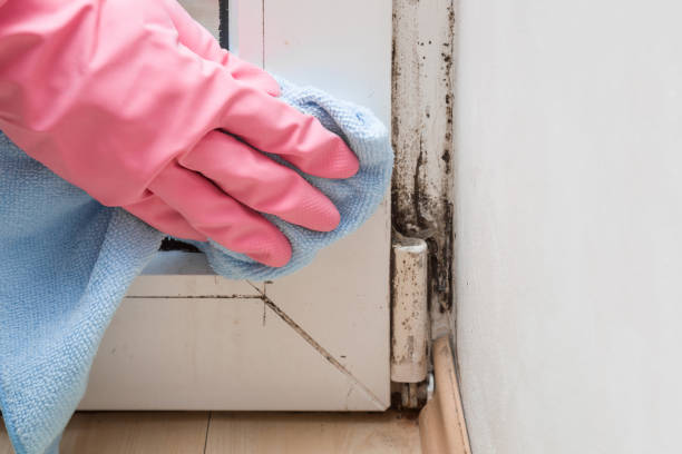 Trusted Pendleton, SC Mold Removal Experts